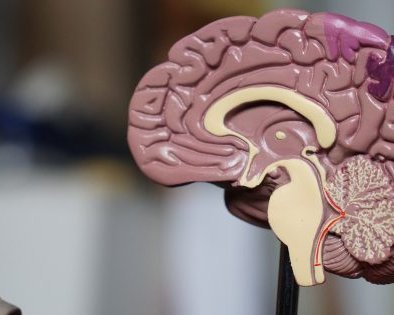 9 мифов о человеческом мозге, в которые вы верите абсолютно зря