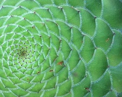 Что такое золотое сечение и правда ли оно повсюду